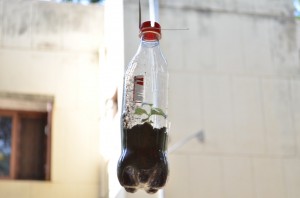 Coke Bottle- FInal